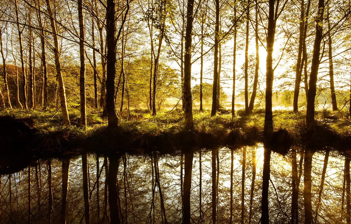 Photo wallpaper forest, light, trees, reflection, spring, pond