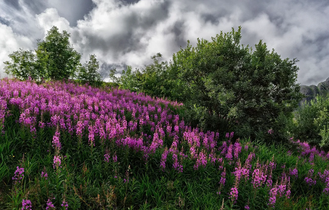 Photo wallpaper flowers, nature, meadow