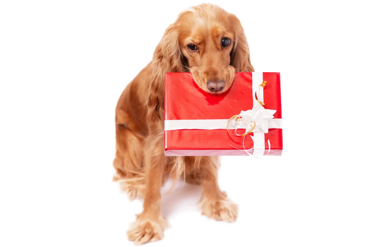 Photo wallpaper animals, red, holiday, box, gift, new year, dog, white background