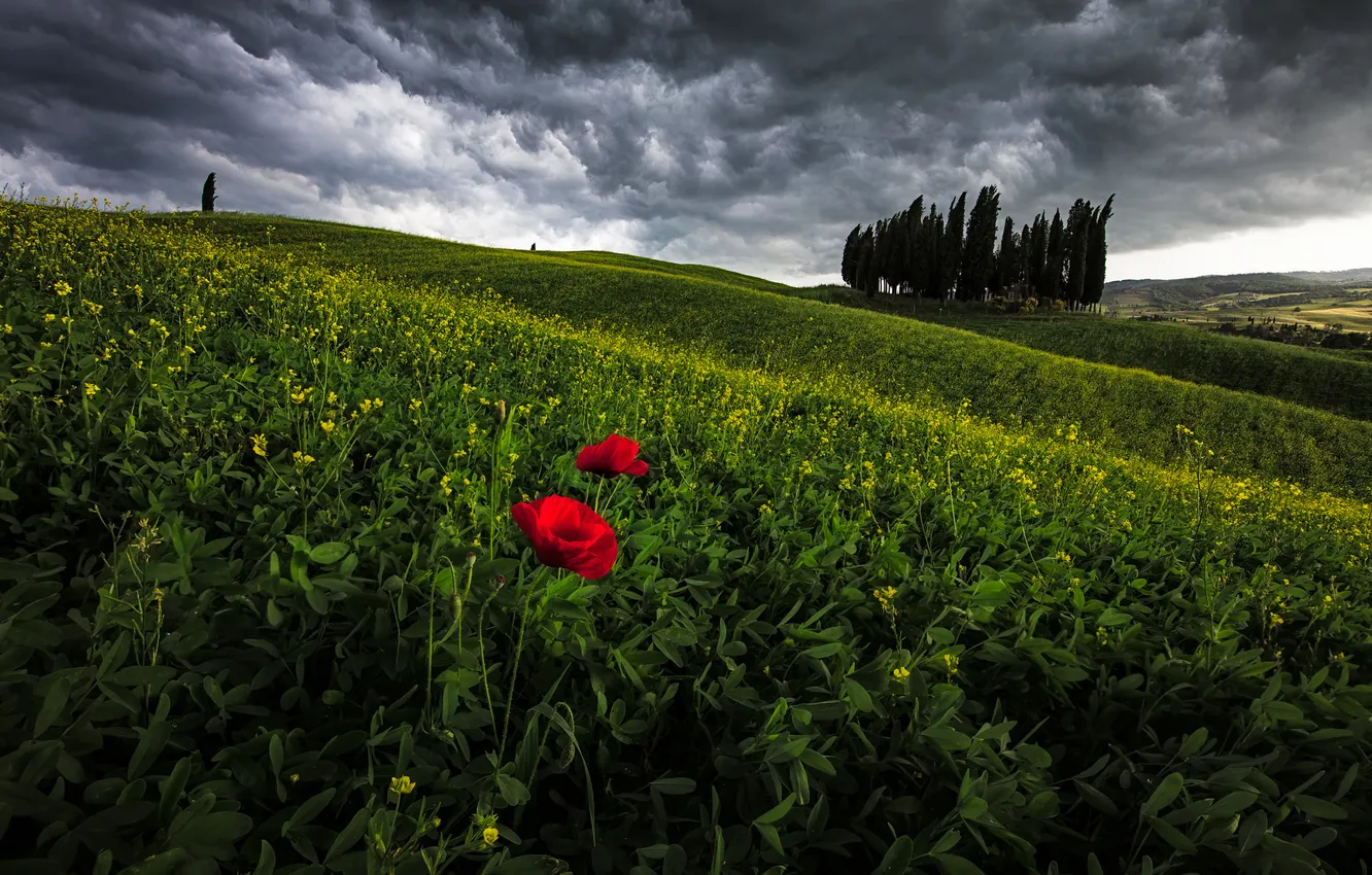 Photo wallpaper field, summer, the sky, flowers, nature, view, Maki, dal