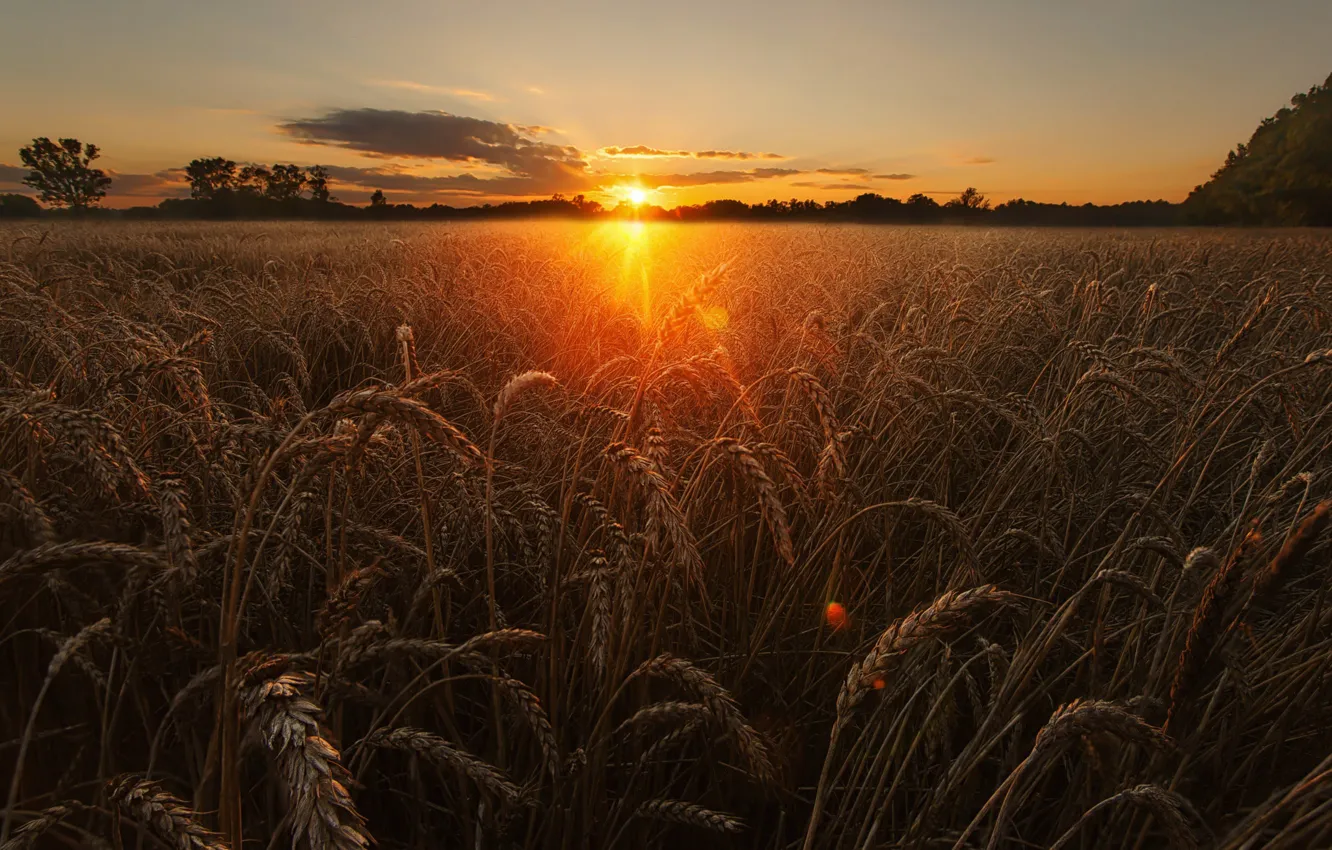 Photo wallpaper wheat, field, the sky, the sun, light, nature