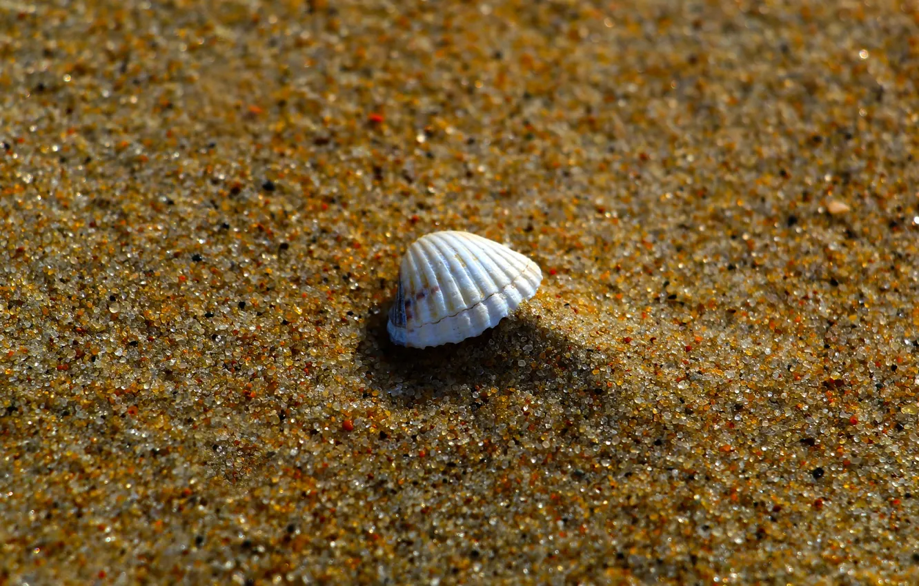 Photo wallpaper sea, sand, shell