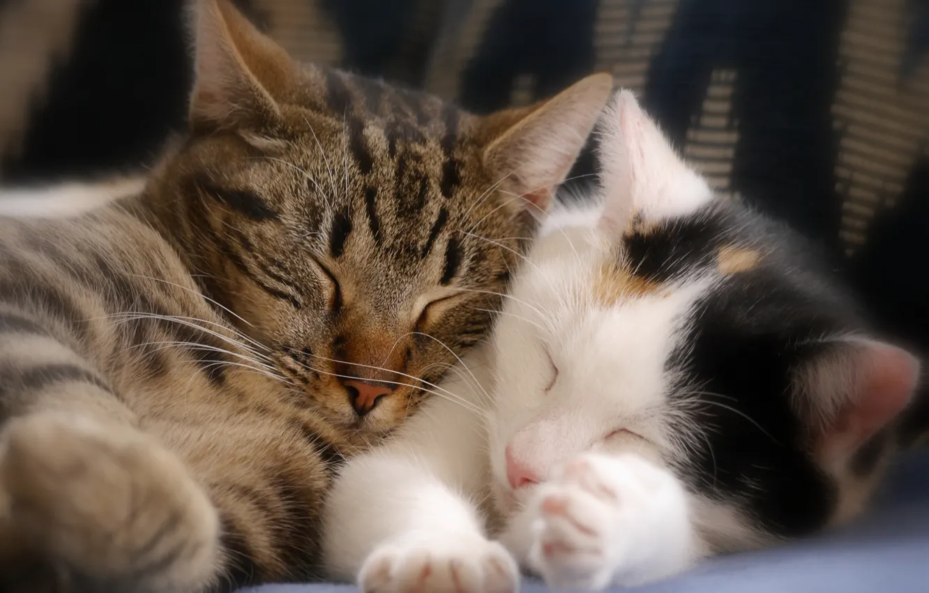 Photo wallpaper sleep, kittens, a couple, sleeping kittens
