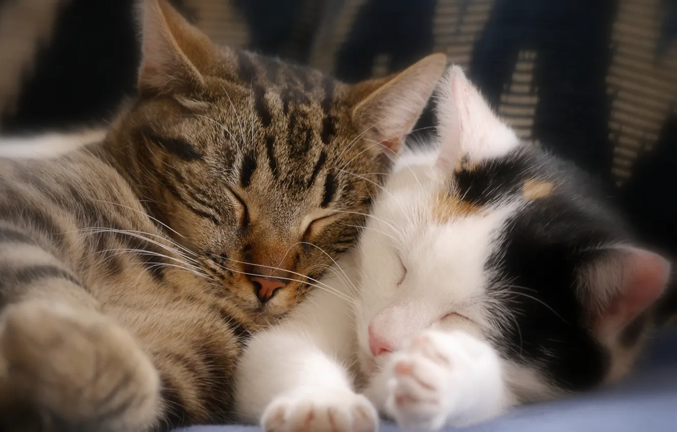 Photo wallpaper sleep, kitty, a couple, sleeping kittens