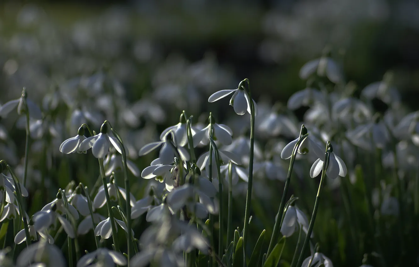Photo wallpaper light, flowers, the dark background, spring, snowdrops, clearing