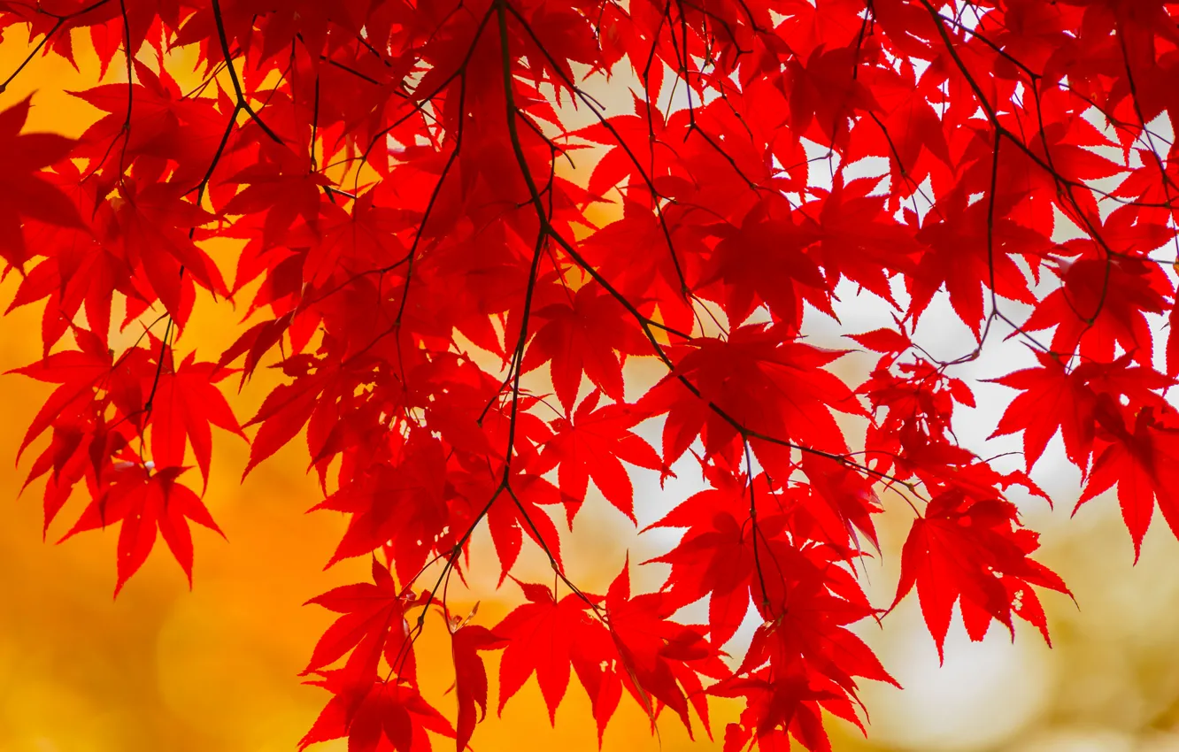 Photo wallpaper autumn, leaves, branch, the crimson