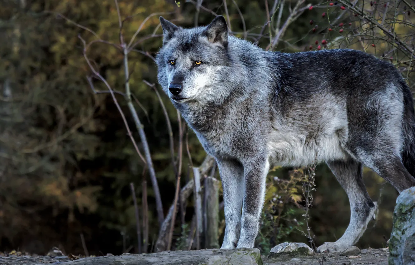 Photo wallpaper forest, look, branches, pose, the dark background, stones, grey, wolf