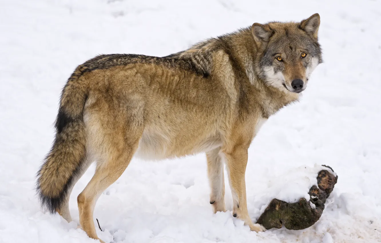 Photo wallpaper look, snow, wolf, ©Tambako The Jaguar