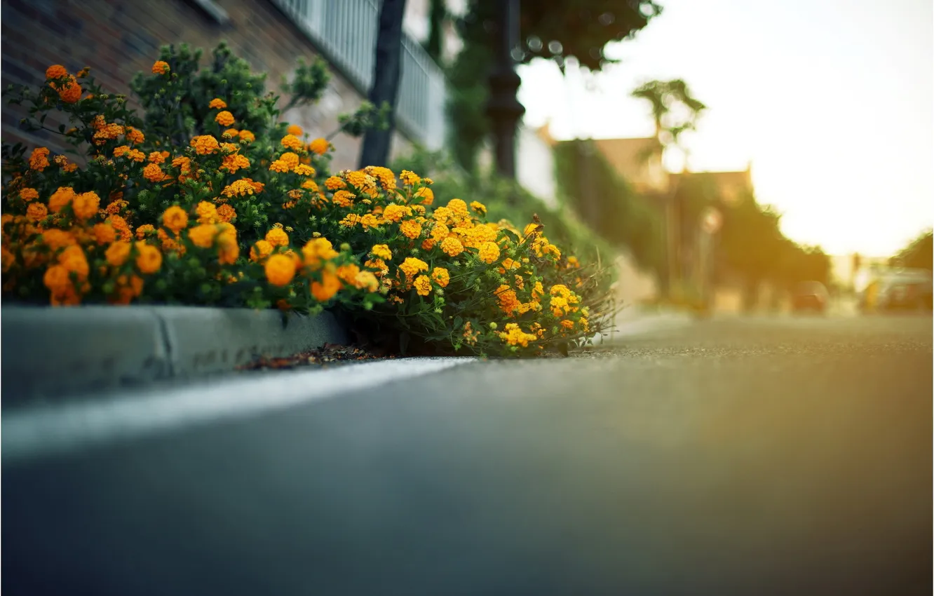 Photo wallpaper road, flowers, yellow, blur