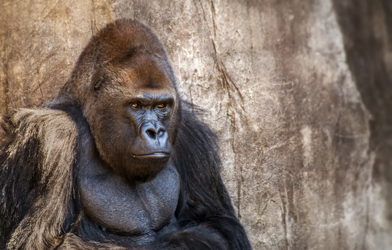 Photo wallpaper gorilla, zoo, New Orleans