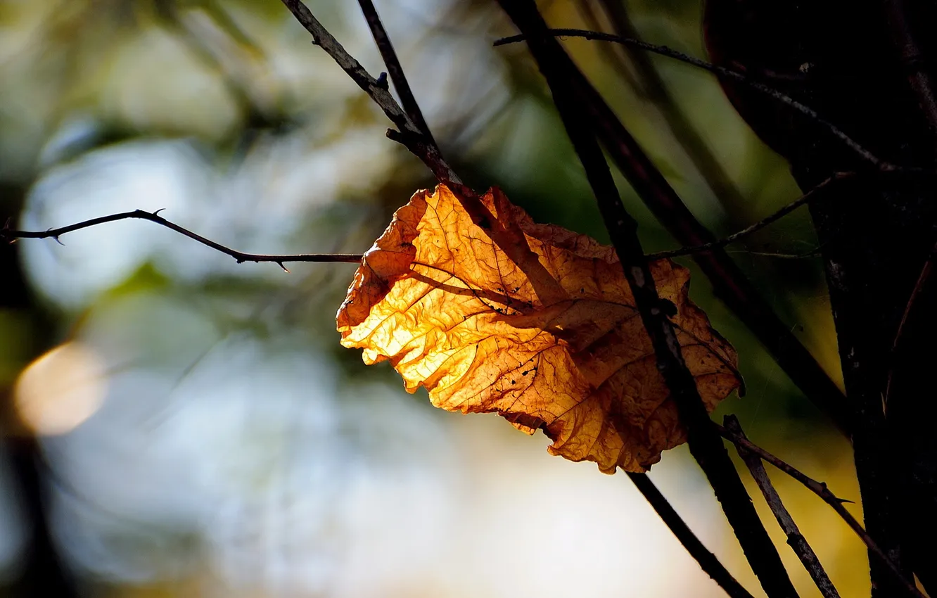 Photo wallpaper autumn, leaves, nature