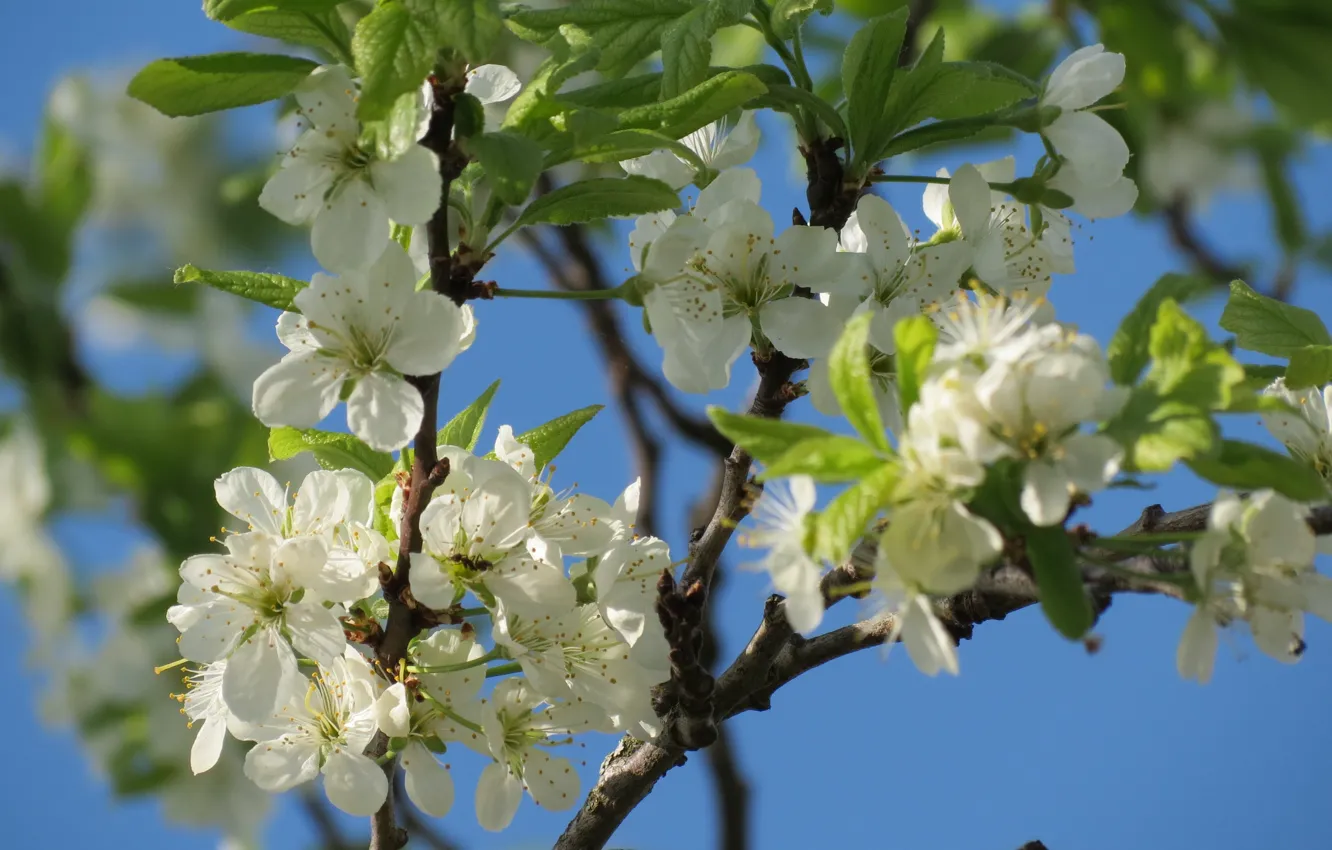 Photo wallpaper trees, flowers, cherry, spring