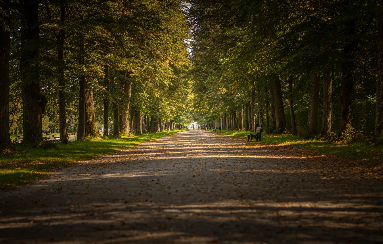 Photo wallpaper autumn, trees, Park, foliage