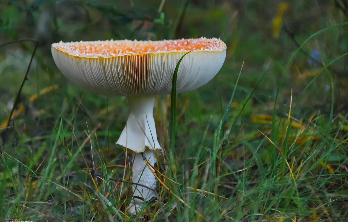 Photo wallpaper autumn, nature, mushrooms, mushroom