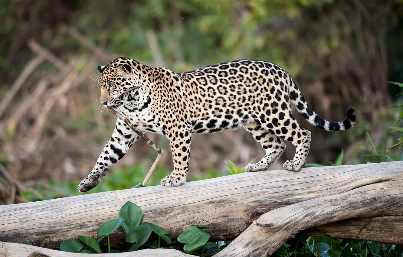 Photo wallpaper predator, spot, Jaguar
