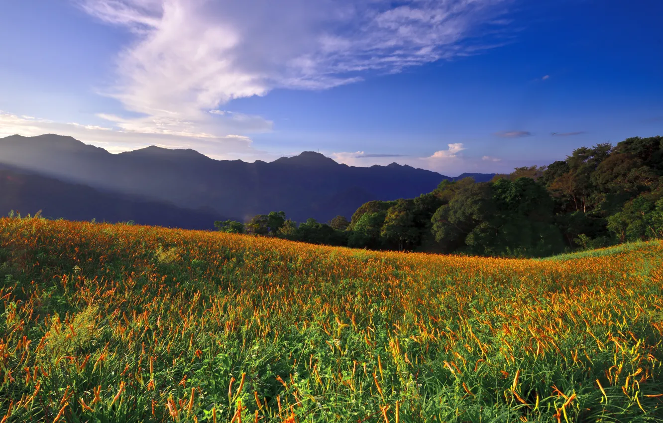 Photo wallpaper flowers, mountains, valley, meadow, Taiwan, Taiwan, Huadong Valley, East Rift Valley