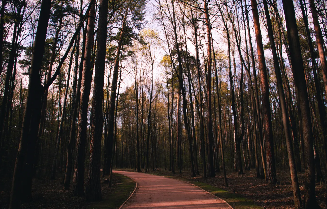 Photo wallpaper forest, Park, trail, birch, pine, insta:kportfolio