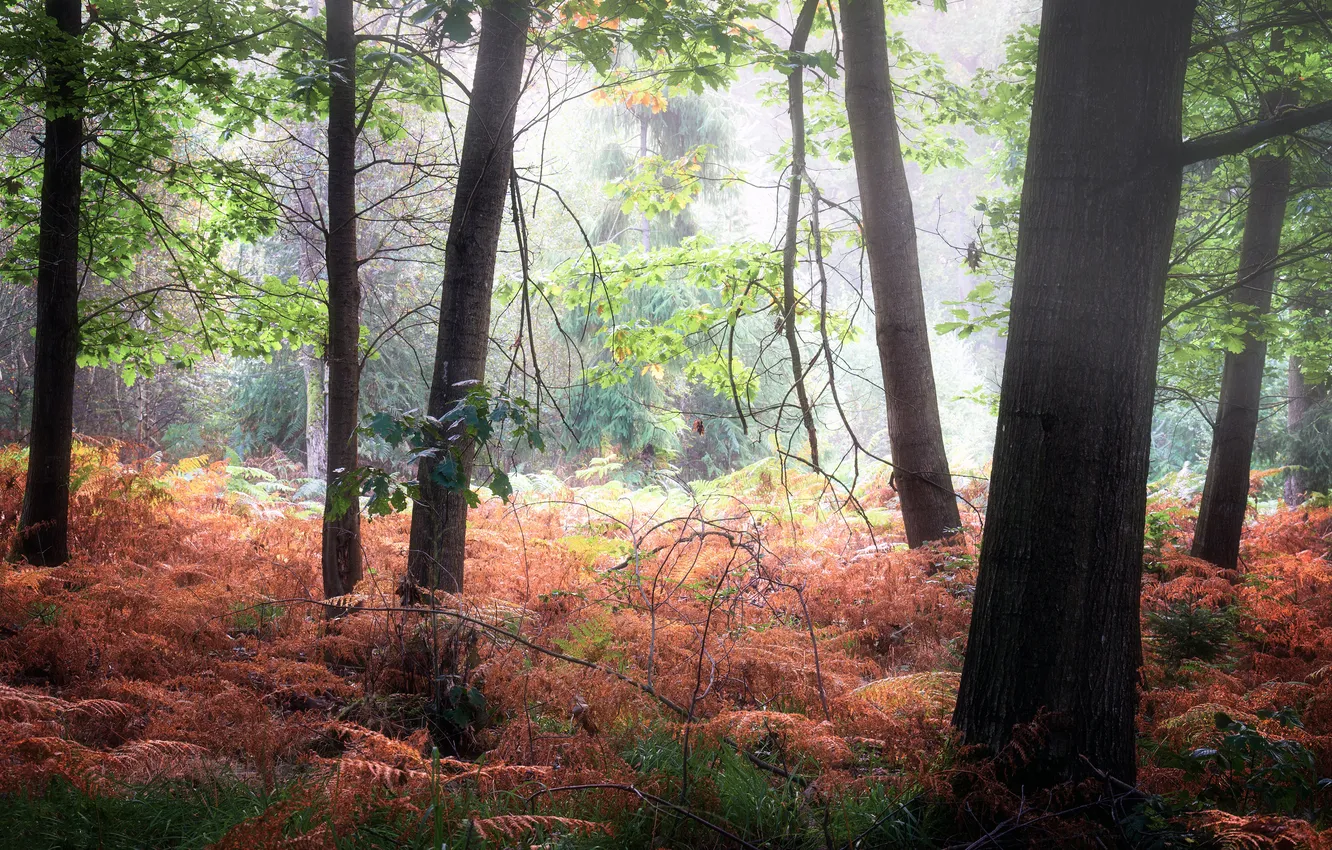 Photo wallpaper autumn, forest, trees, branches, fog, fern