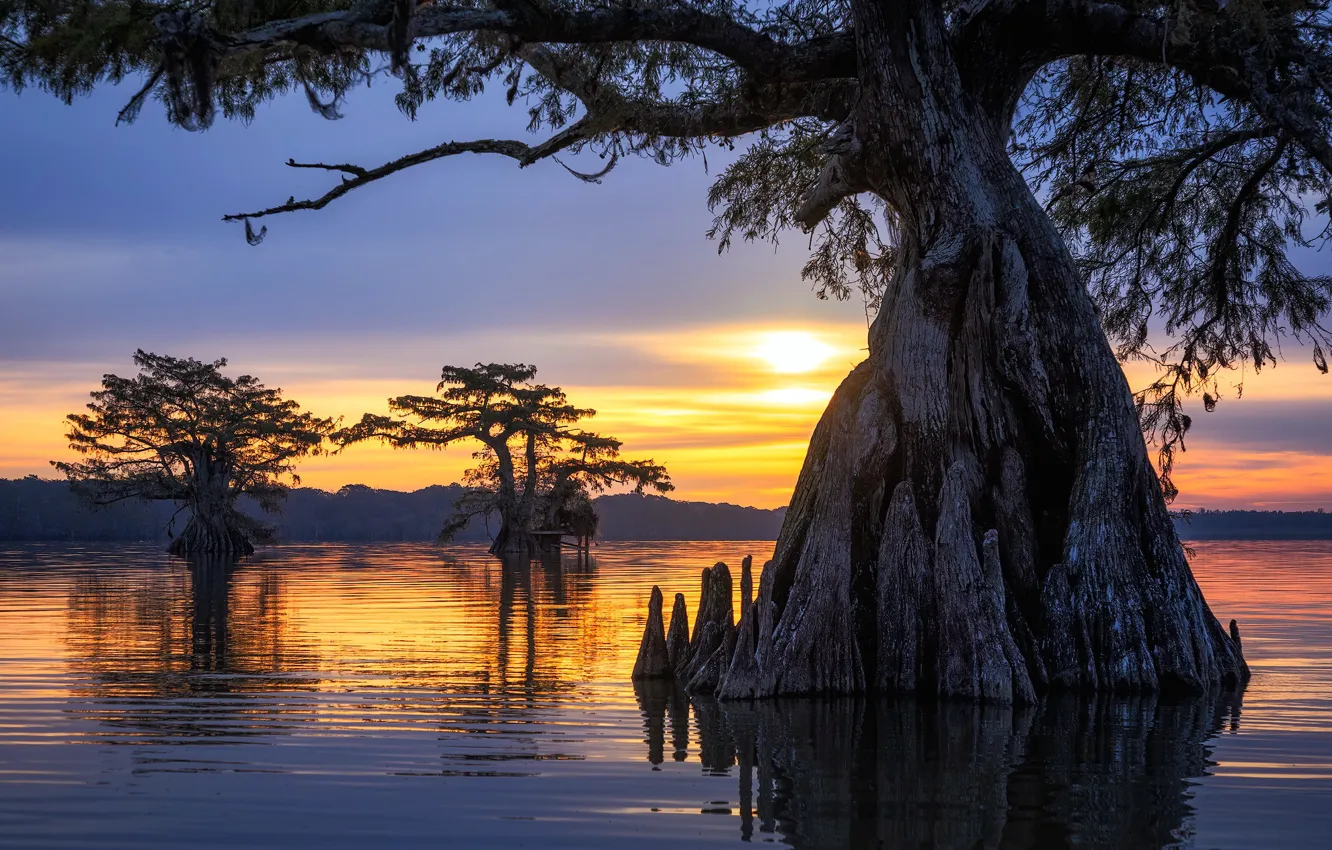 Photo wallpaper trees, sunset, United States, Louisiana, Parish Governing Authority District 4