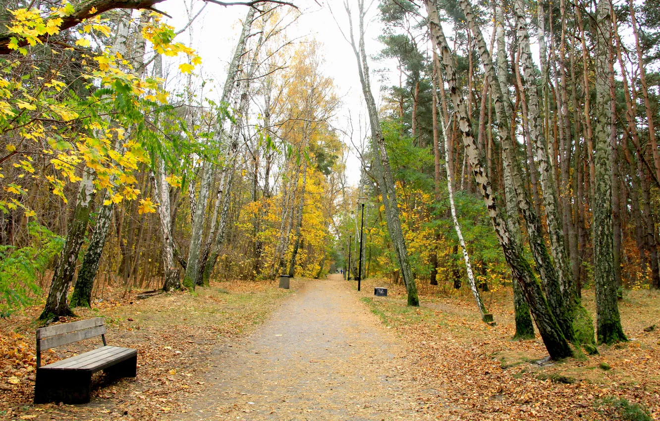 Photo wallpaper forest, trees, park, autumn, alley, fall
