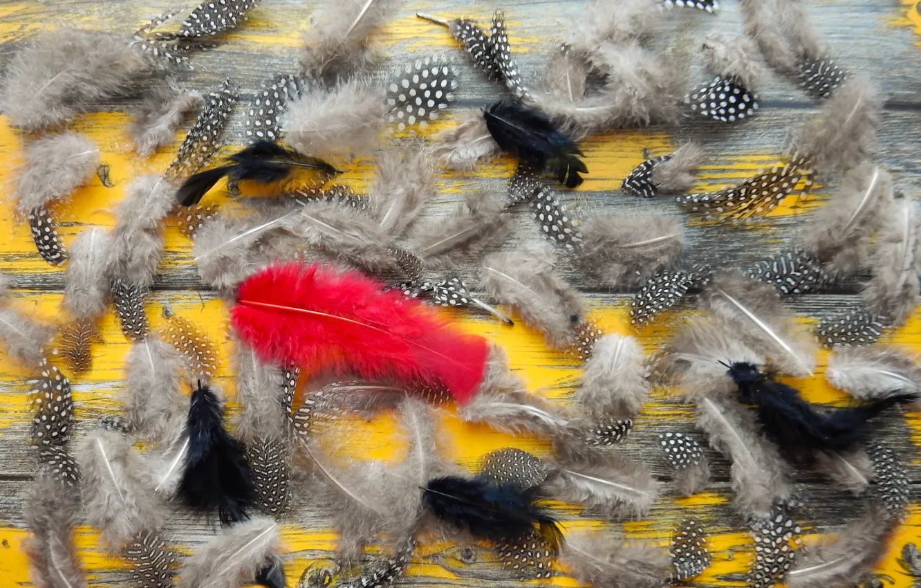 Photo wallpaper feathers, yellow background, widescreen, background, фон background, the Wallpapers, full screen, HD wallpapers