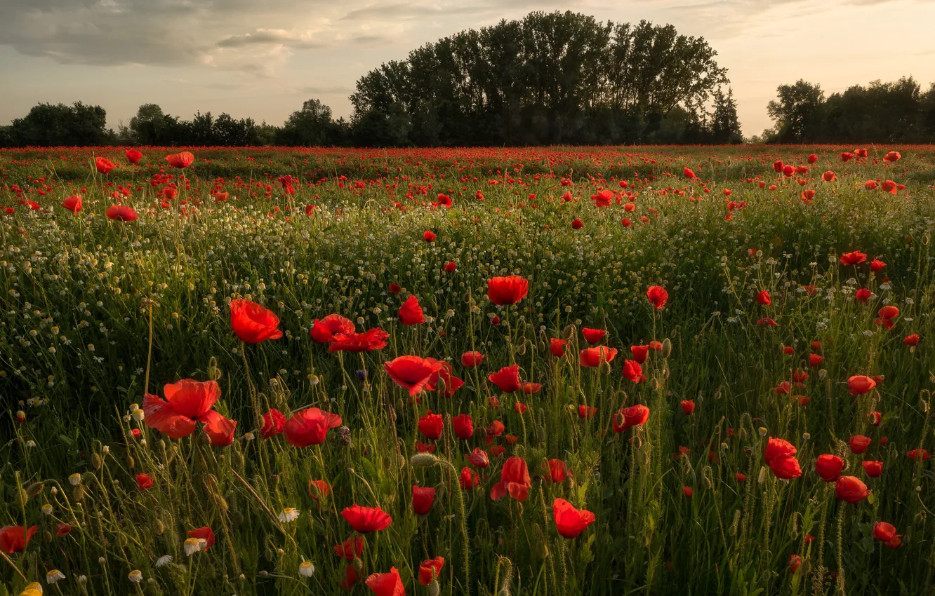 Photo wallpaper field, the sky, grass, clouds, trees, flowers, Maki, chamomile