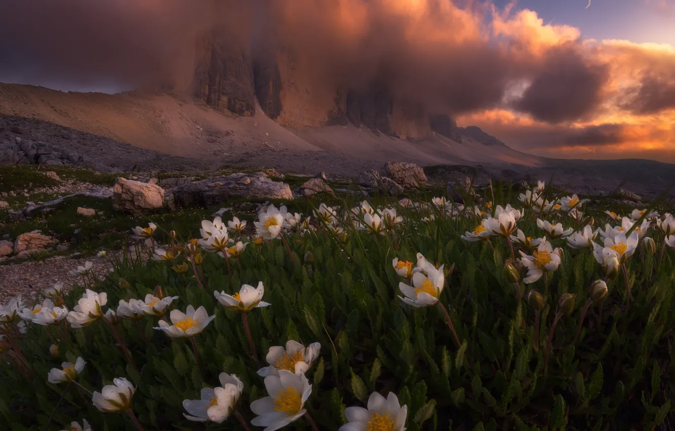 Photo wallpaper clouds, light, flowers, mountains, nature, Alps