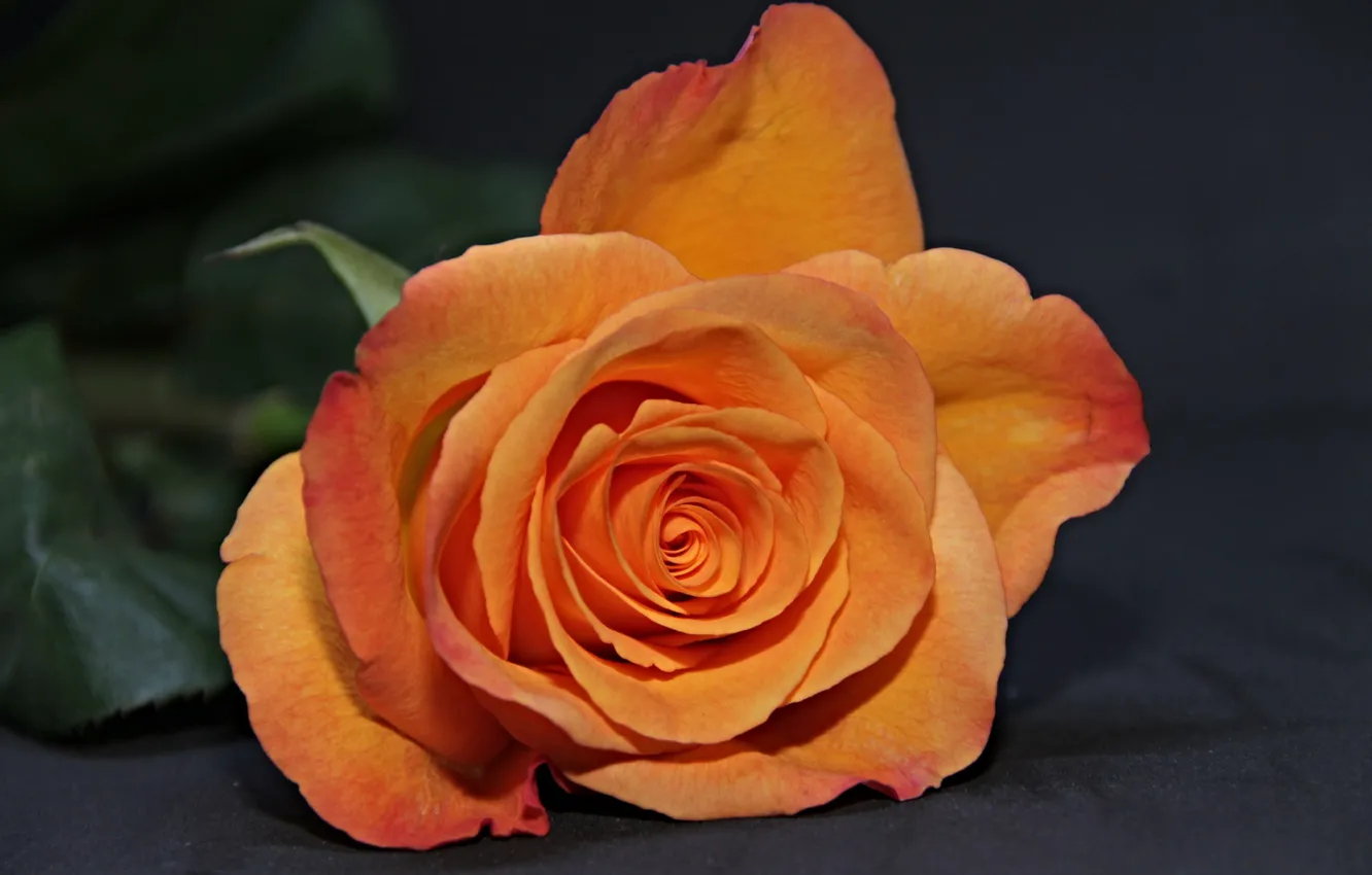 Photo wallpaper buds, orange, roses, flowers