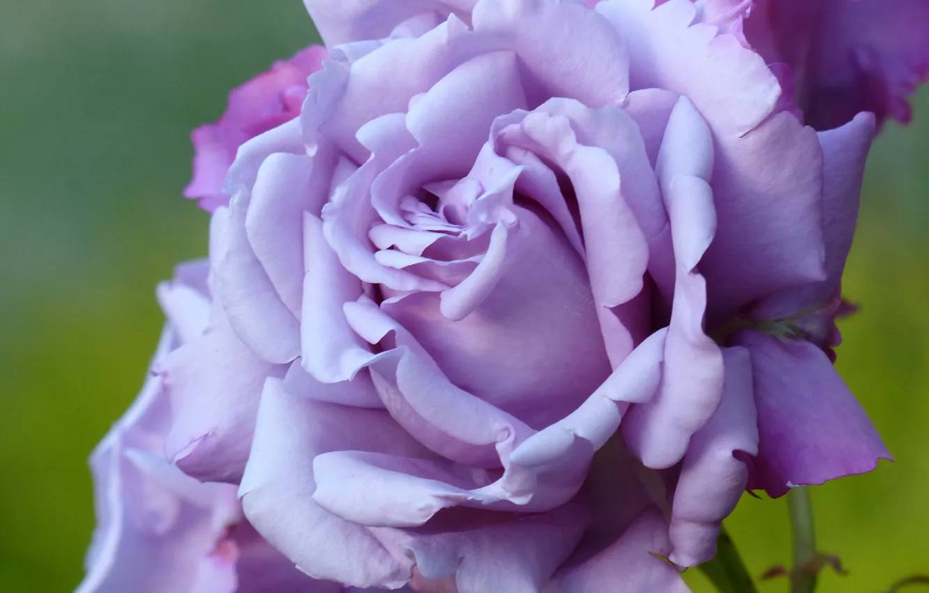 Photo wallpaper macro, rose, petals, lilac