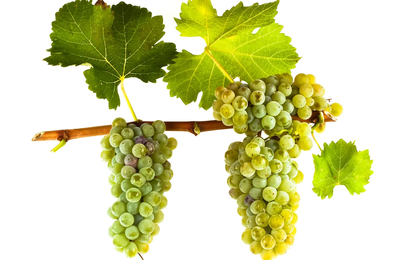 Photo wallpaper wine, leaves, grapes, white wine, vitis vinifera, Sauvignon Blanc