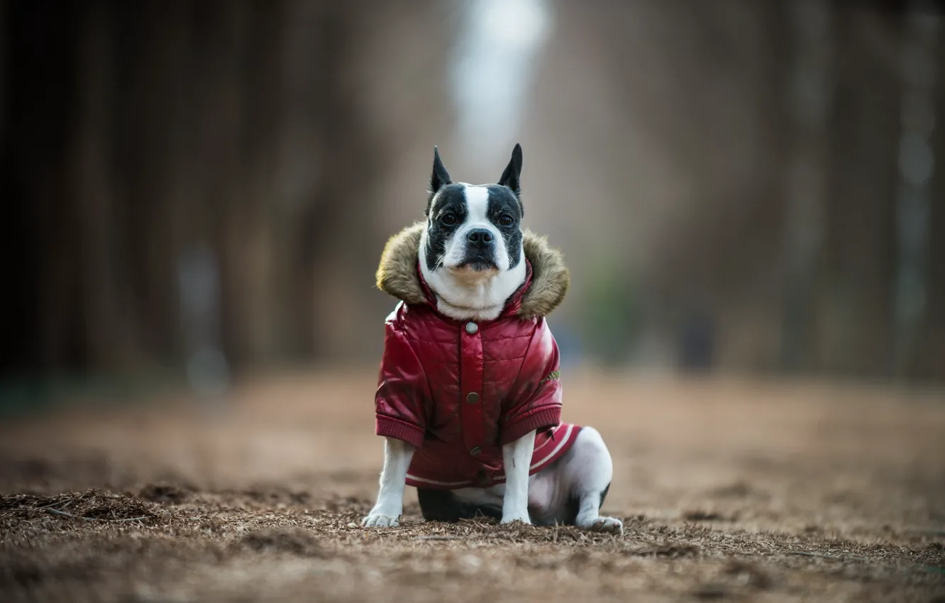 Photo wallpaper look, each, dog, Boston terrier