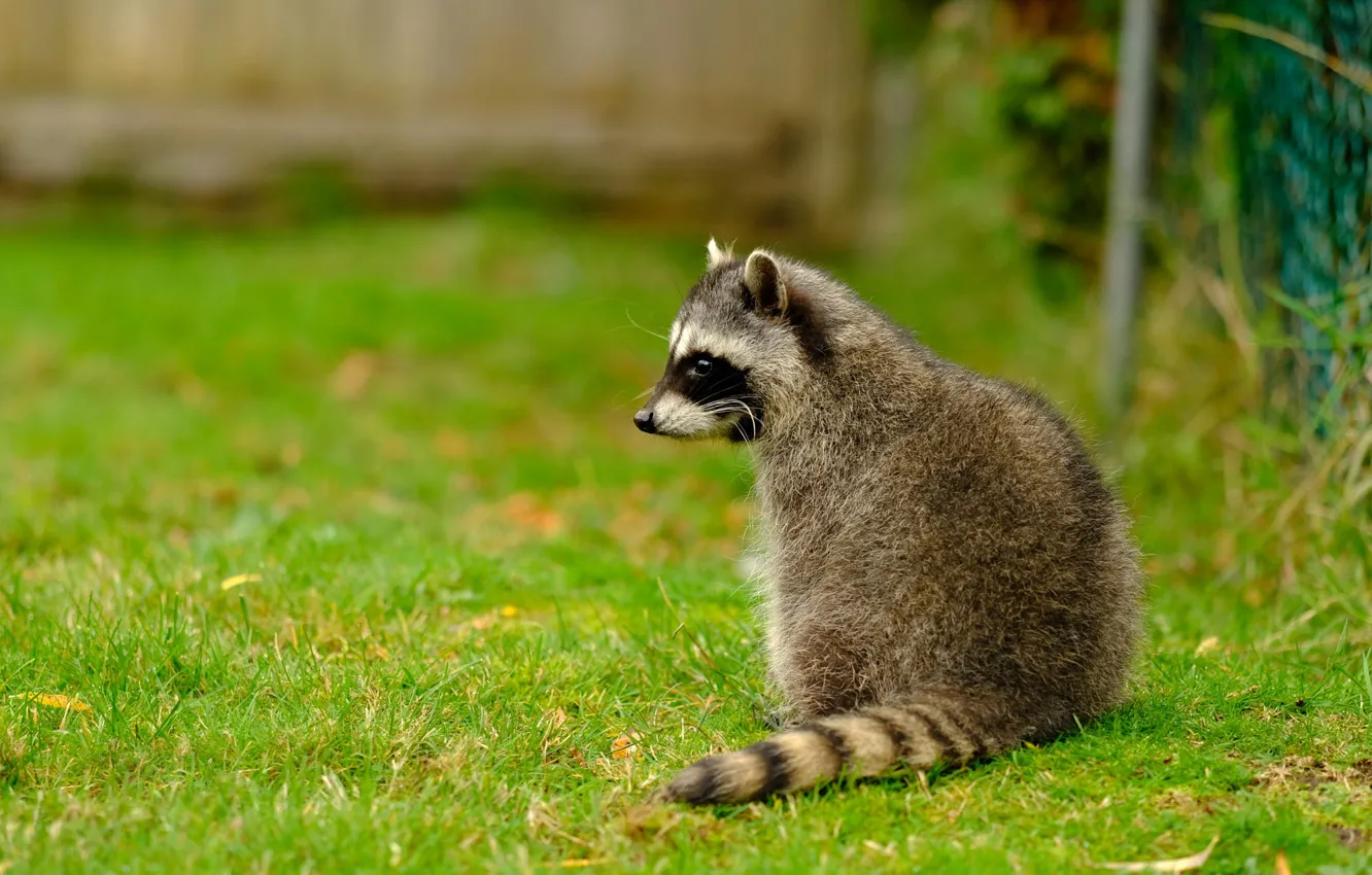 Photo wallpaper grass, look, face, leaves, nature, pose, background, glade