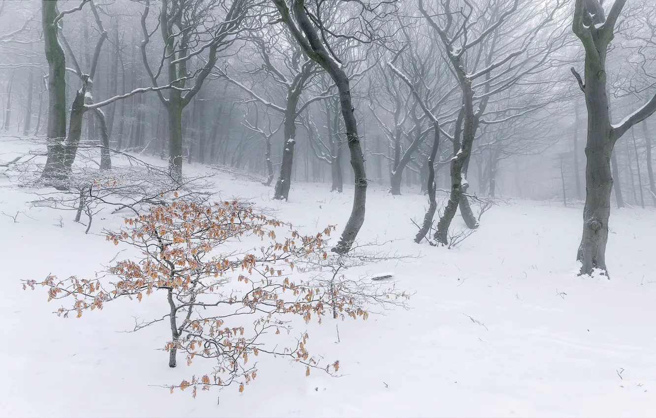 Photo wallpaper winter, forest, nature, fog