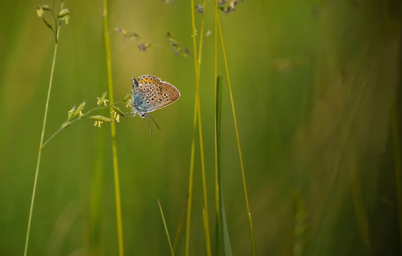 Photo wallpaper butterfly, plants, grass