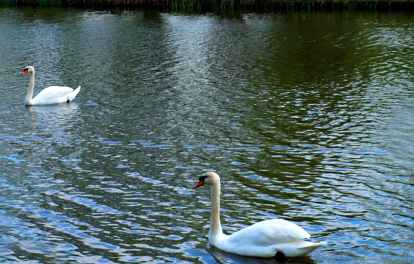 Photo wallpaper white, swan, bird, water, lake, swim