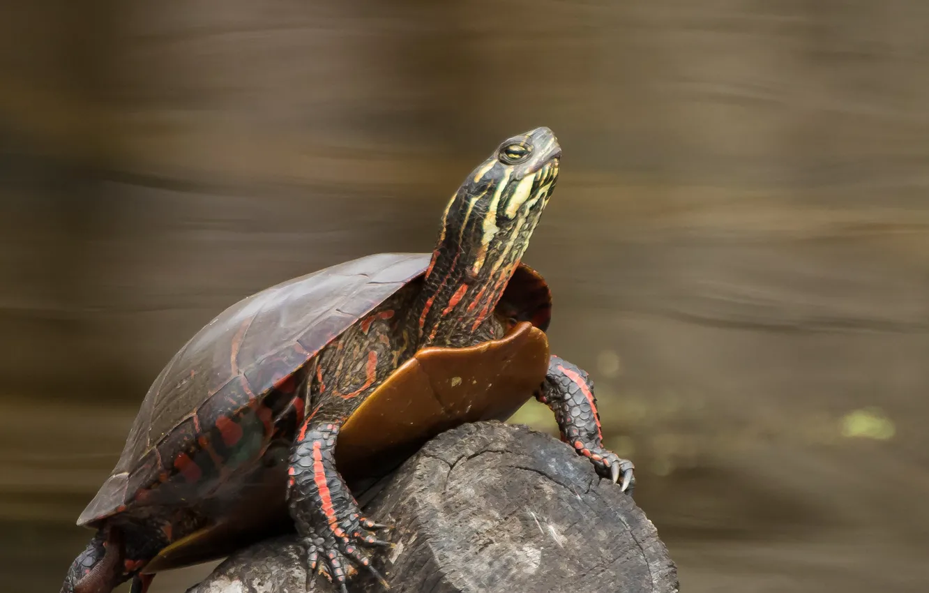 Photo wallpaper water, stones, turtle