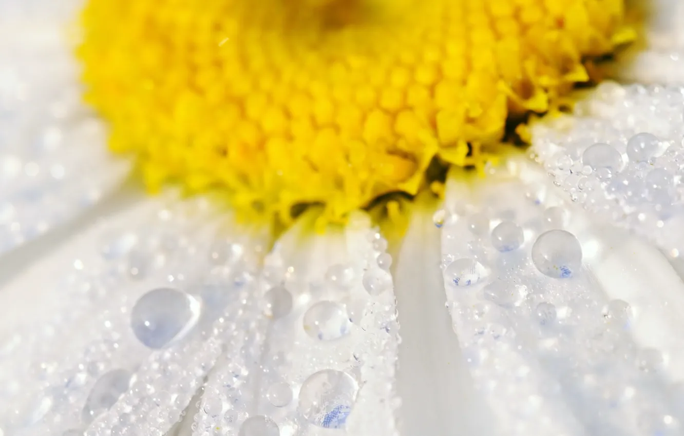 Photo wallpaper flower, water, drops, macro, petals, Daisy