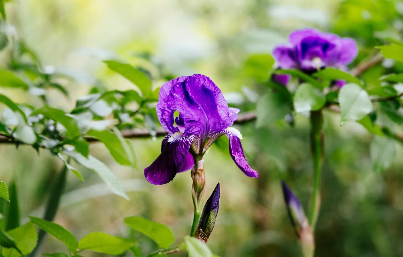 Photo wallpaper Bud, bokeh, iris, First bloomed Iris