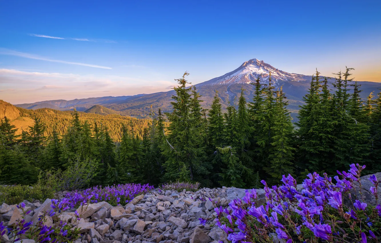 Photo wallpaper forest, the sky, flowers, mountains, blue, stones, dal, ate