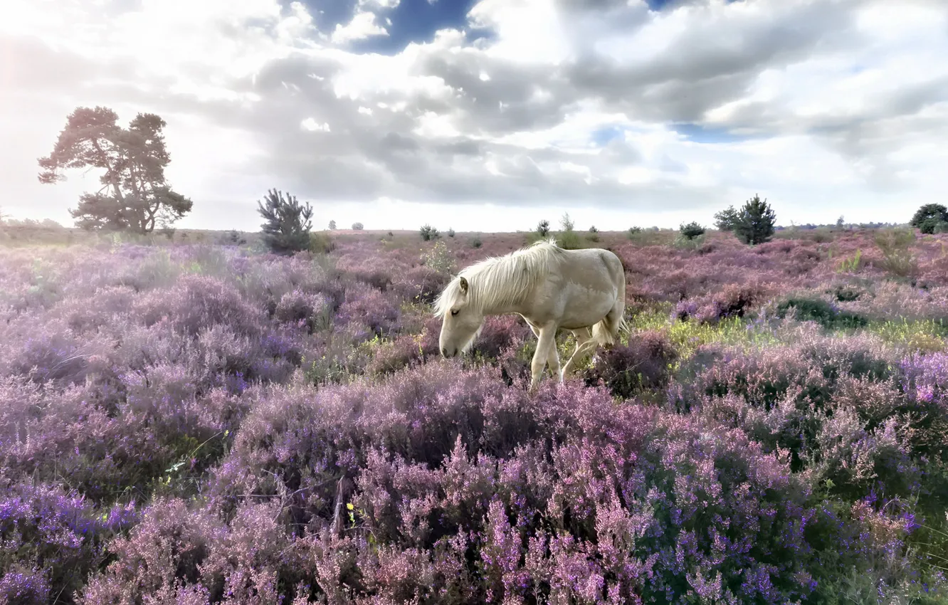Photo wallpaper field, landscape, horse