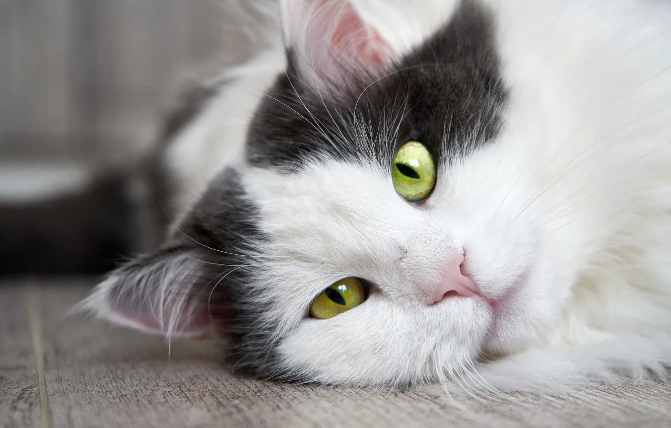 Photo wallpaper cat, cat, look, face, close-up, background, portrait, floor