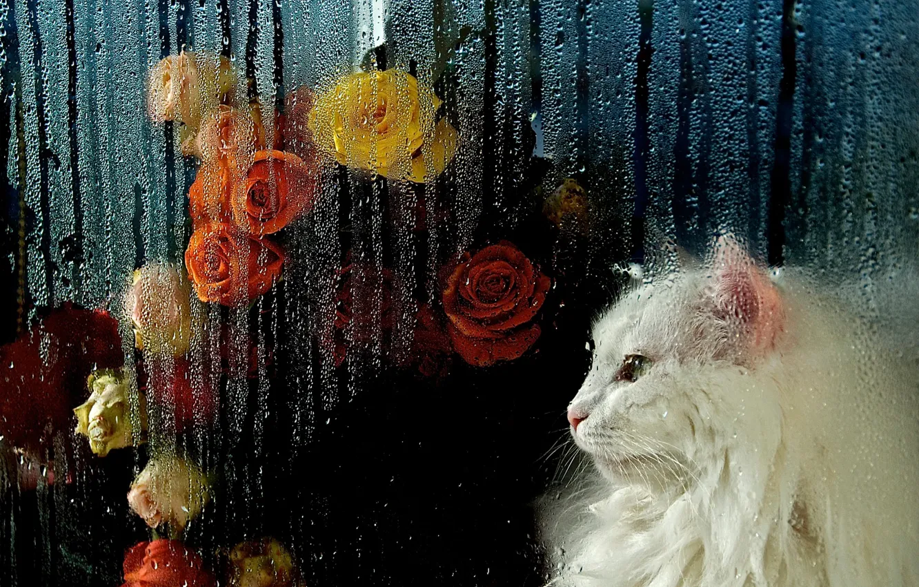 Photo wallpaper cat, white, cat, look, glass, face, drops, flowers