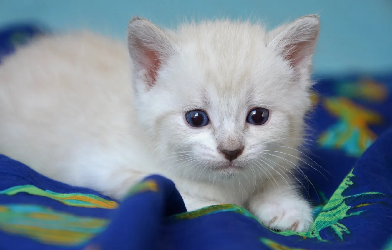 Photo wallpaper cat, white, look, kitty, portrait, baby, blanket, muzzle