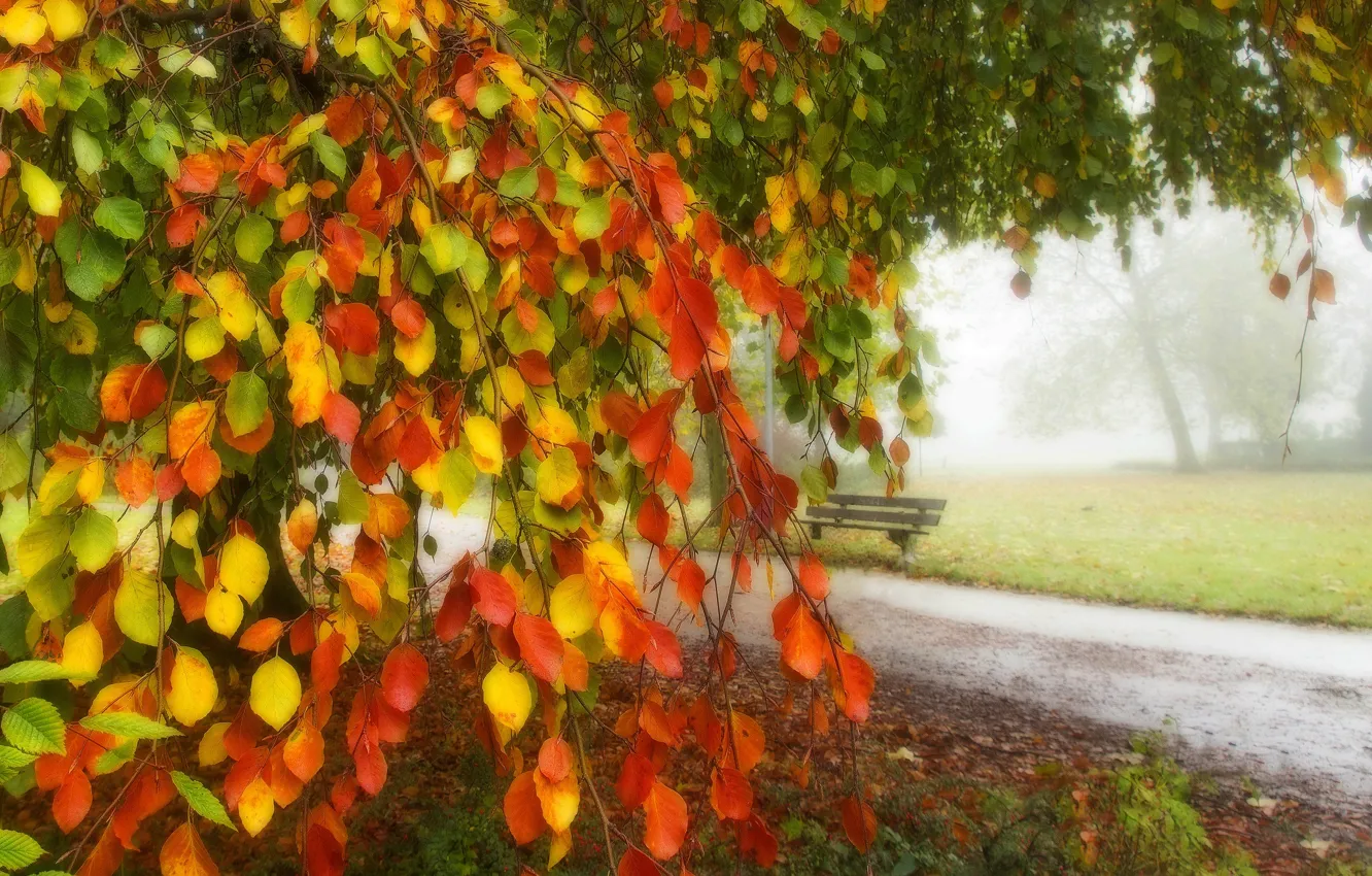 Photo wallpaper autumn, forest, grass, leaves, trees, bench, nature, Park