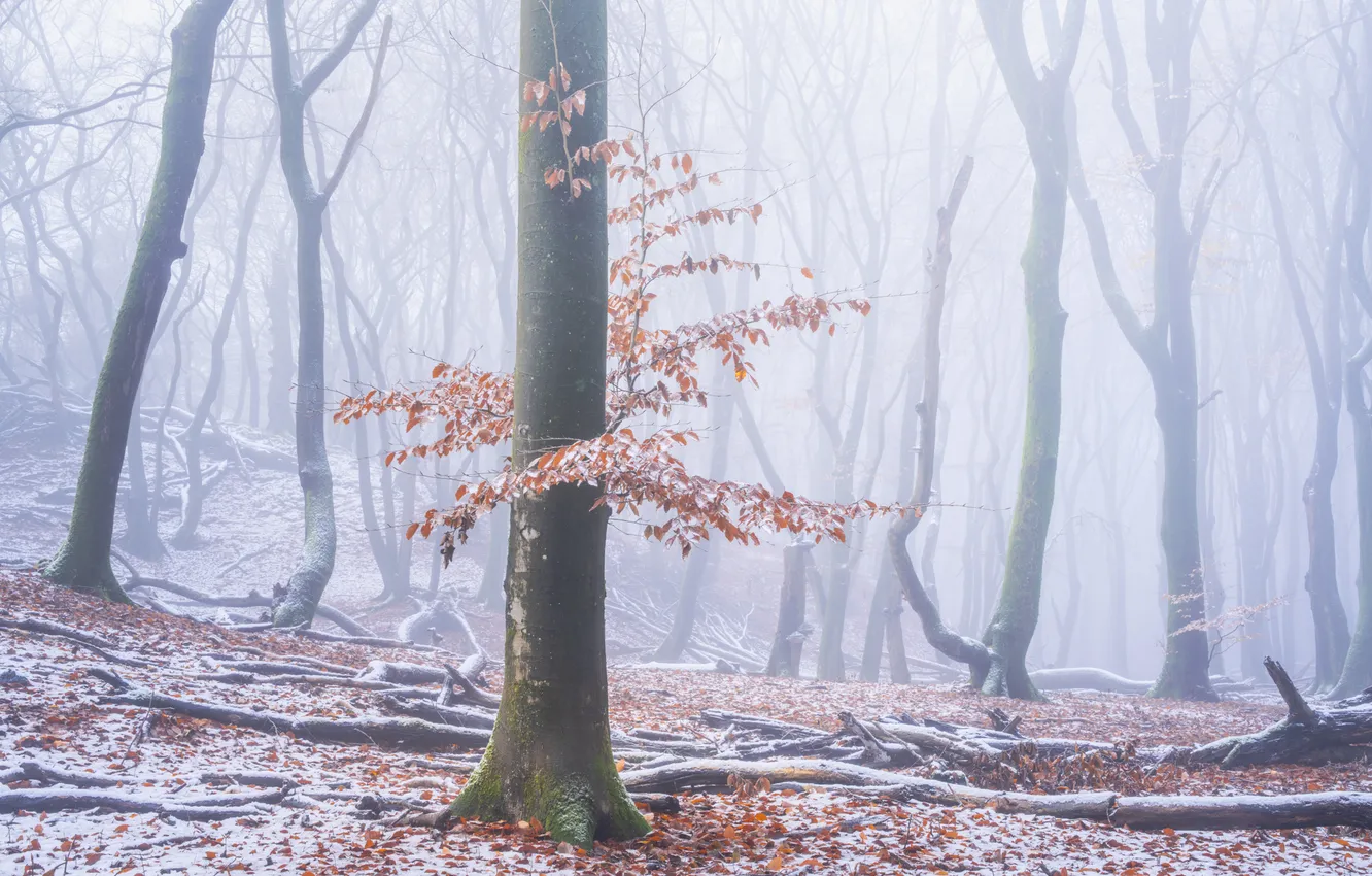 Photo wallpaper autumn, forest, snow, trees, Netherlands