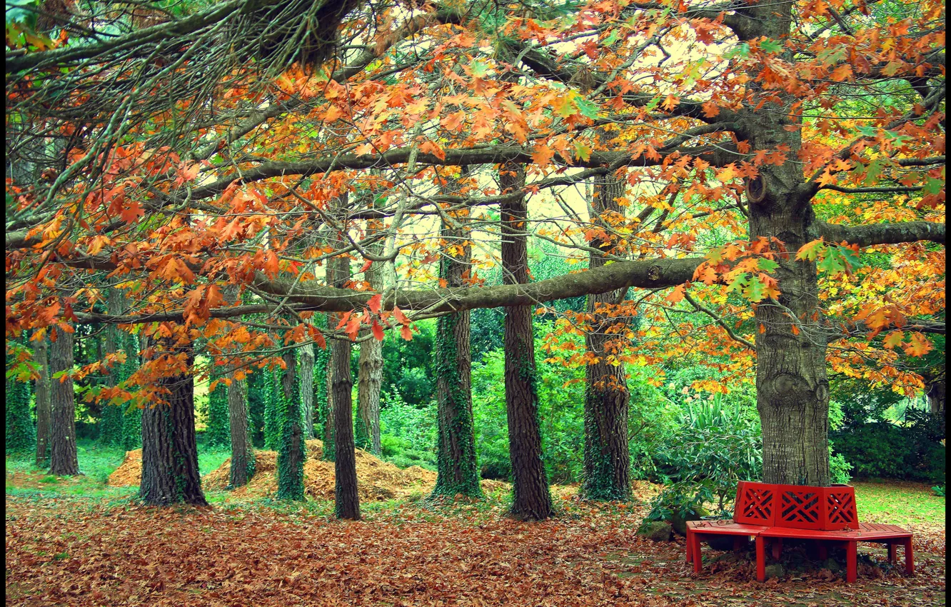 Photo wallpaper autumn, bench, Park