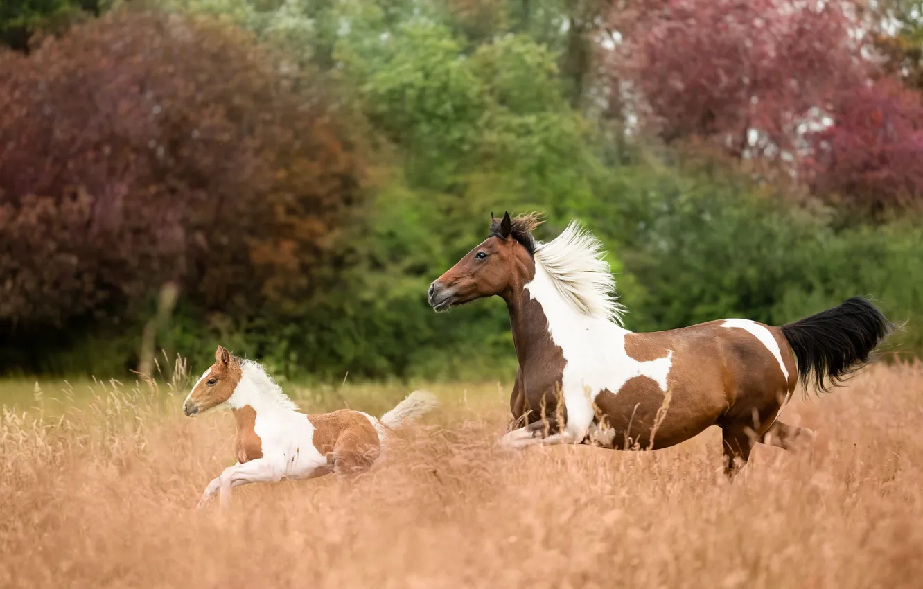 Photo wallpaper field, horse, horses, horse, running, pair, mother, foal