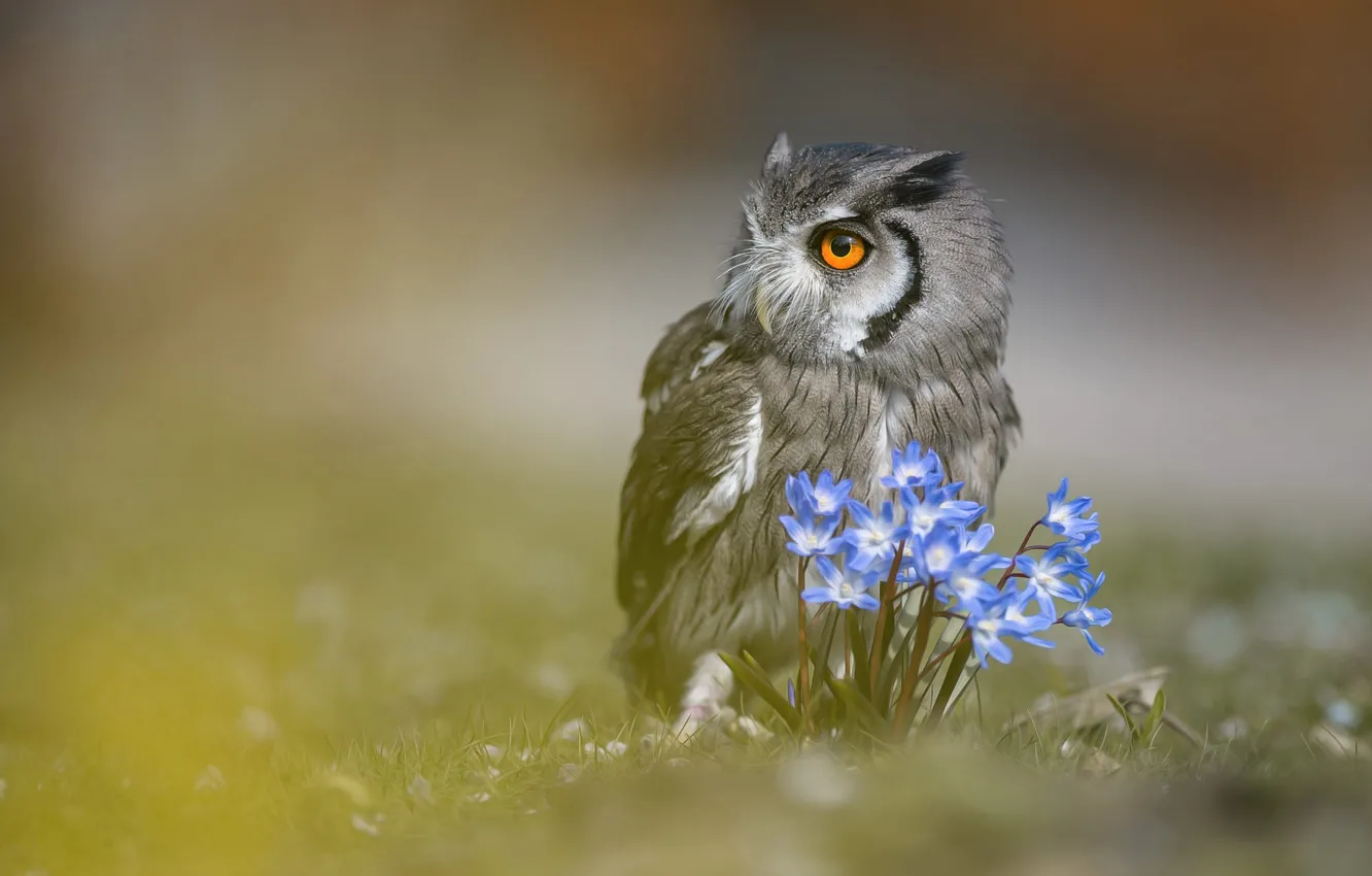 Photo wallpaper animals, look, flowers, nature, background, owl, bird, portrait