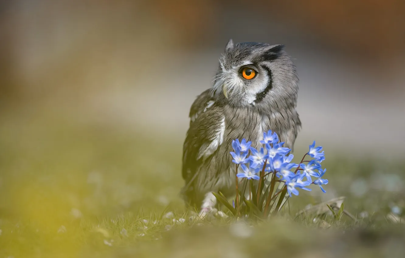 Photo wallpaper look, flowers, nature, background, animal, owl, bird, portrait