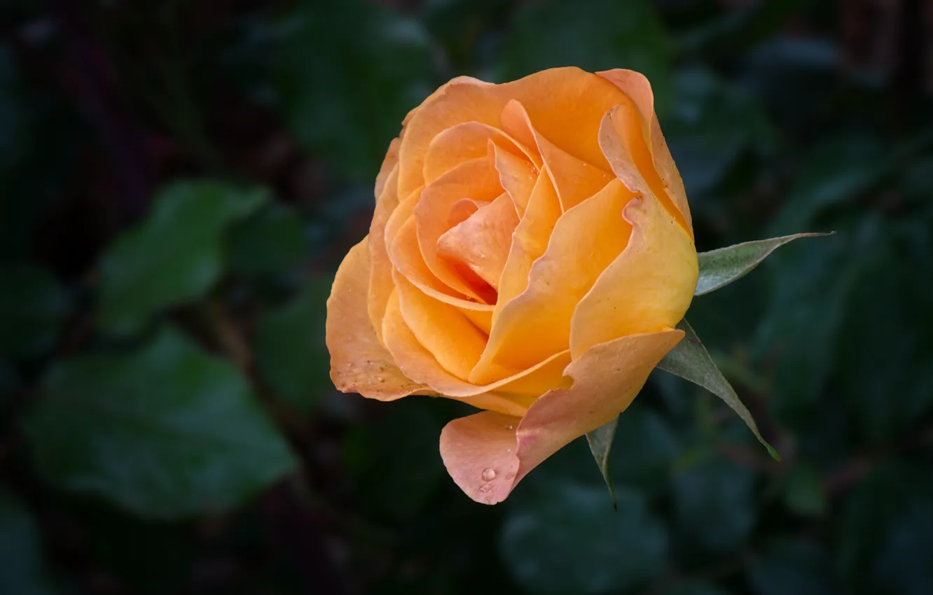 Photo wallpaper roses, buds, the bushes, Orange rose